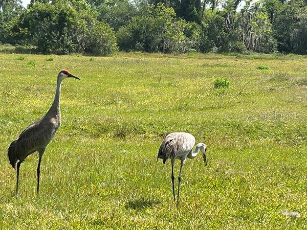 3650 LAKE TOHOPEKALIGA RD, ST CLOUD, FL — photo 27