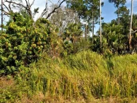 FIREBIRD RD — photo 1