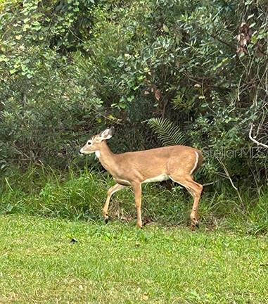 3650 LAKE TOHOPEKALIGA RD, ST CLOUD, FL — photo 10