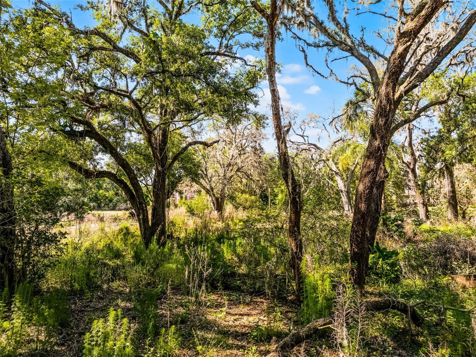 3633 PANTHER PATH RD, LUTZ, FL — photo 11