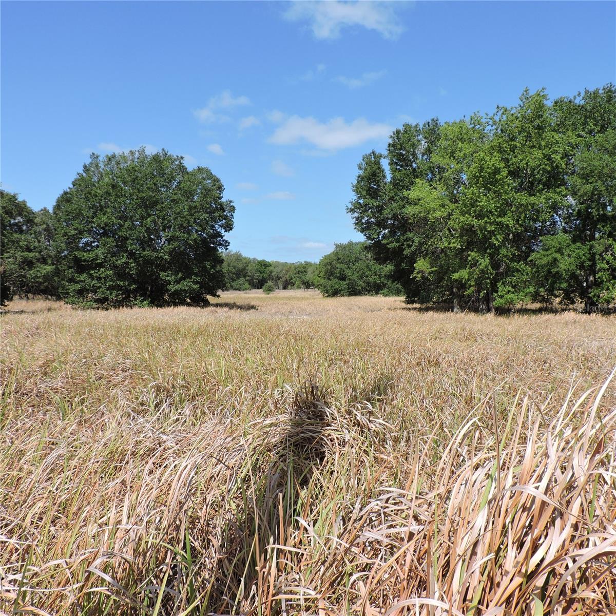 MARICAMP RD, OCKLAWAHA, FL — photo 16