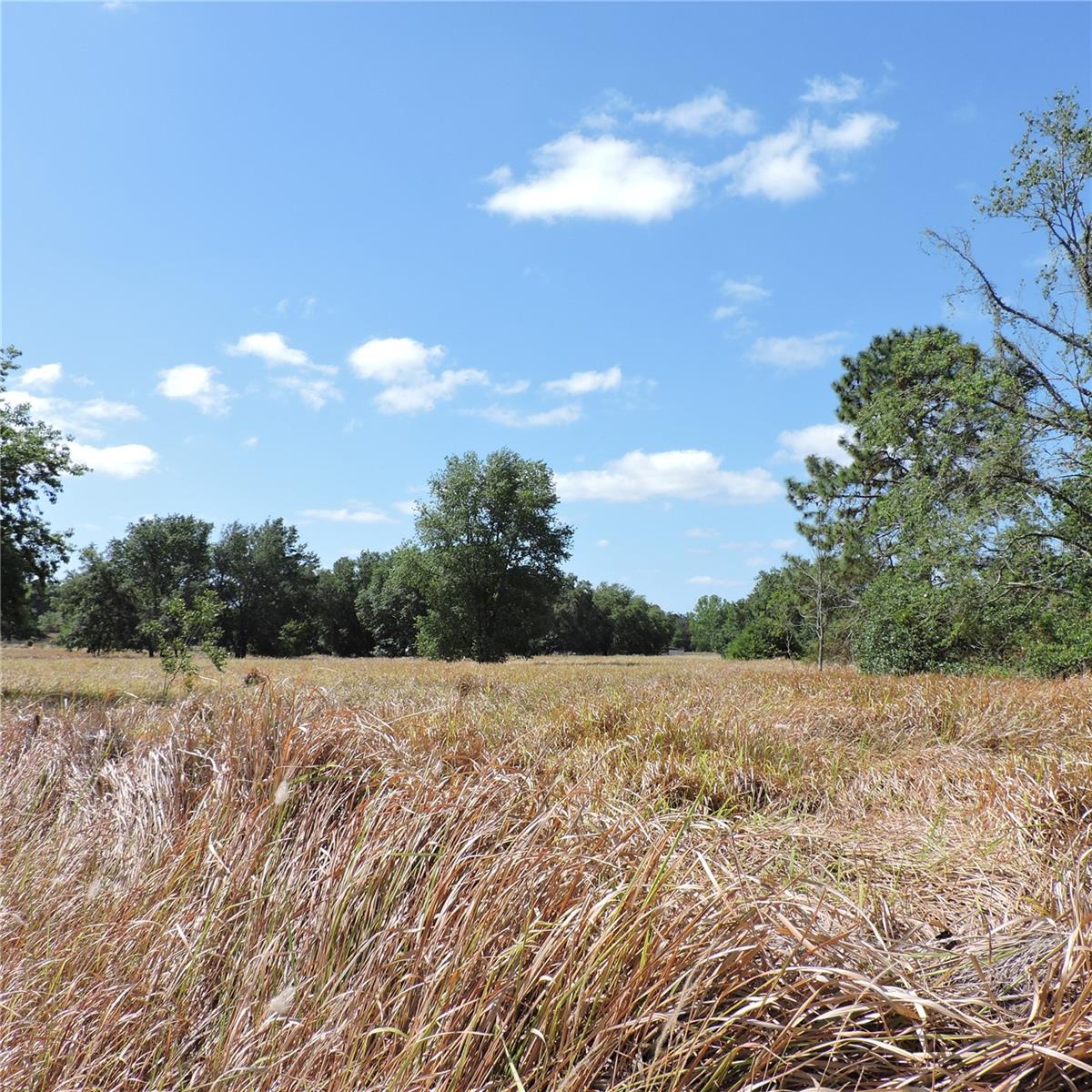 MARICAMP RD, OCKLAWAHA, FL — photo 47