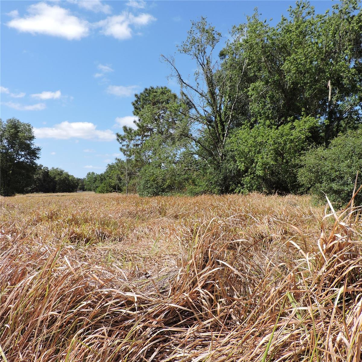MARICAMP RD, OCKLAWAHA, FL — photo 49