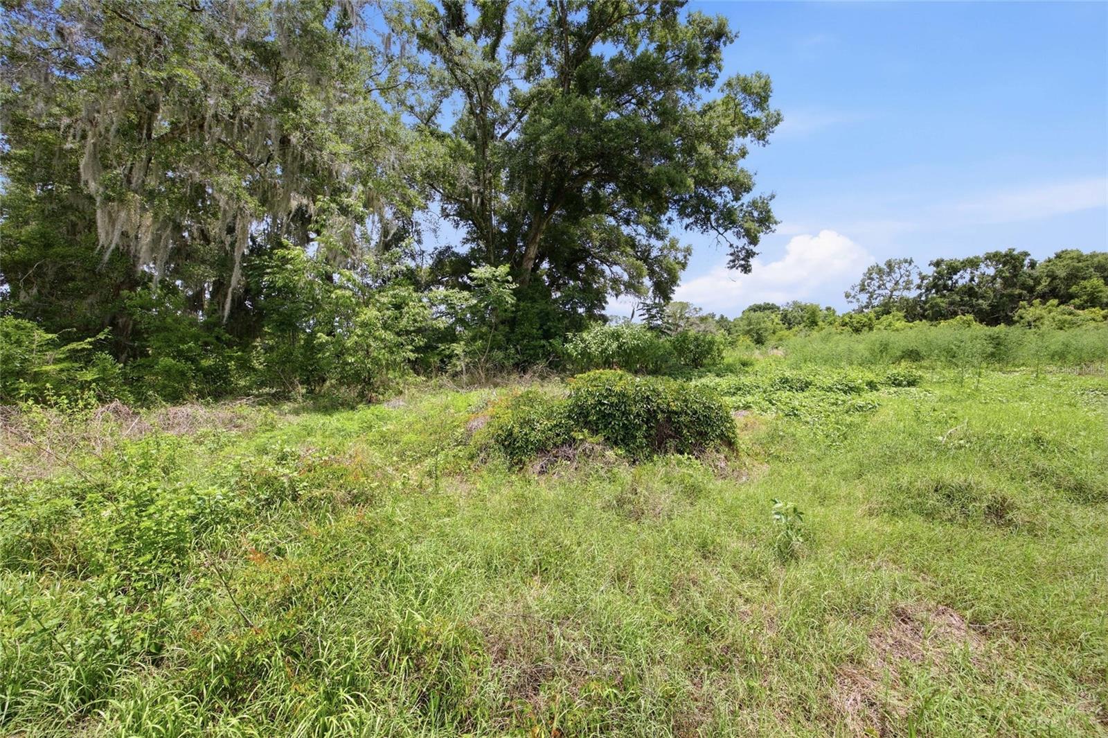12630 U.S. 441, BELLEVIEW, FL — photo 11