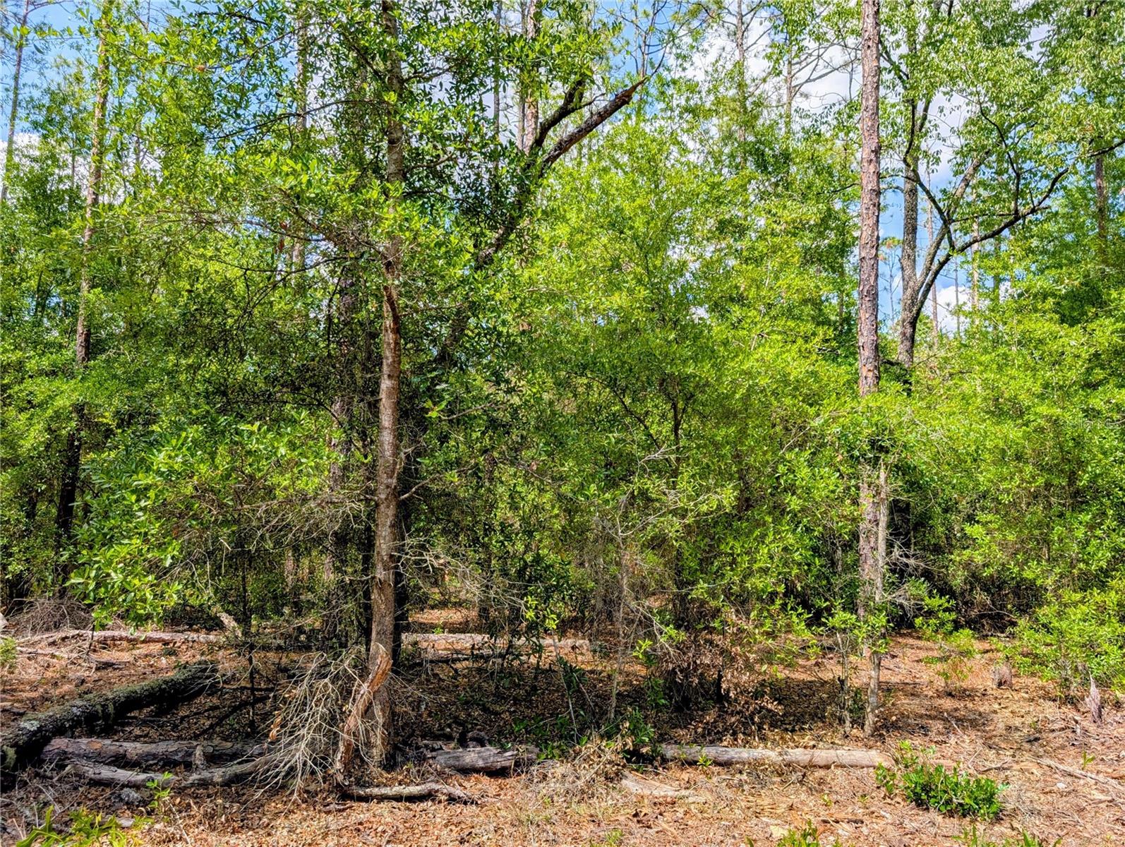 TBD SW 93RD LANE, DUNNELLON, FL — photo 2