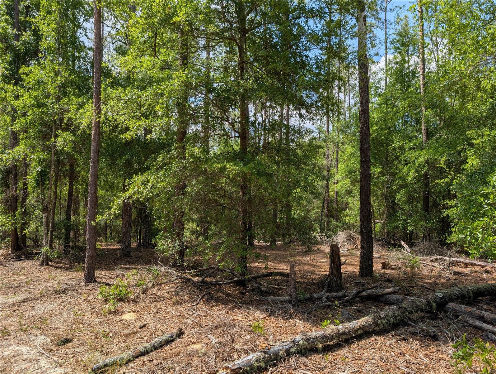 TBD SW 93RD LANE, DUNNELLON, FL — photo 3