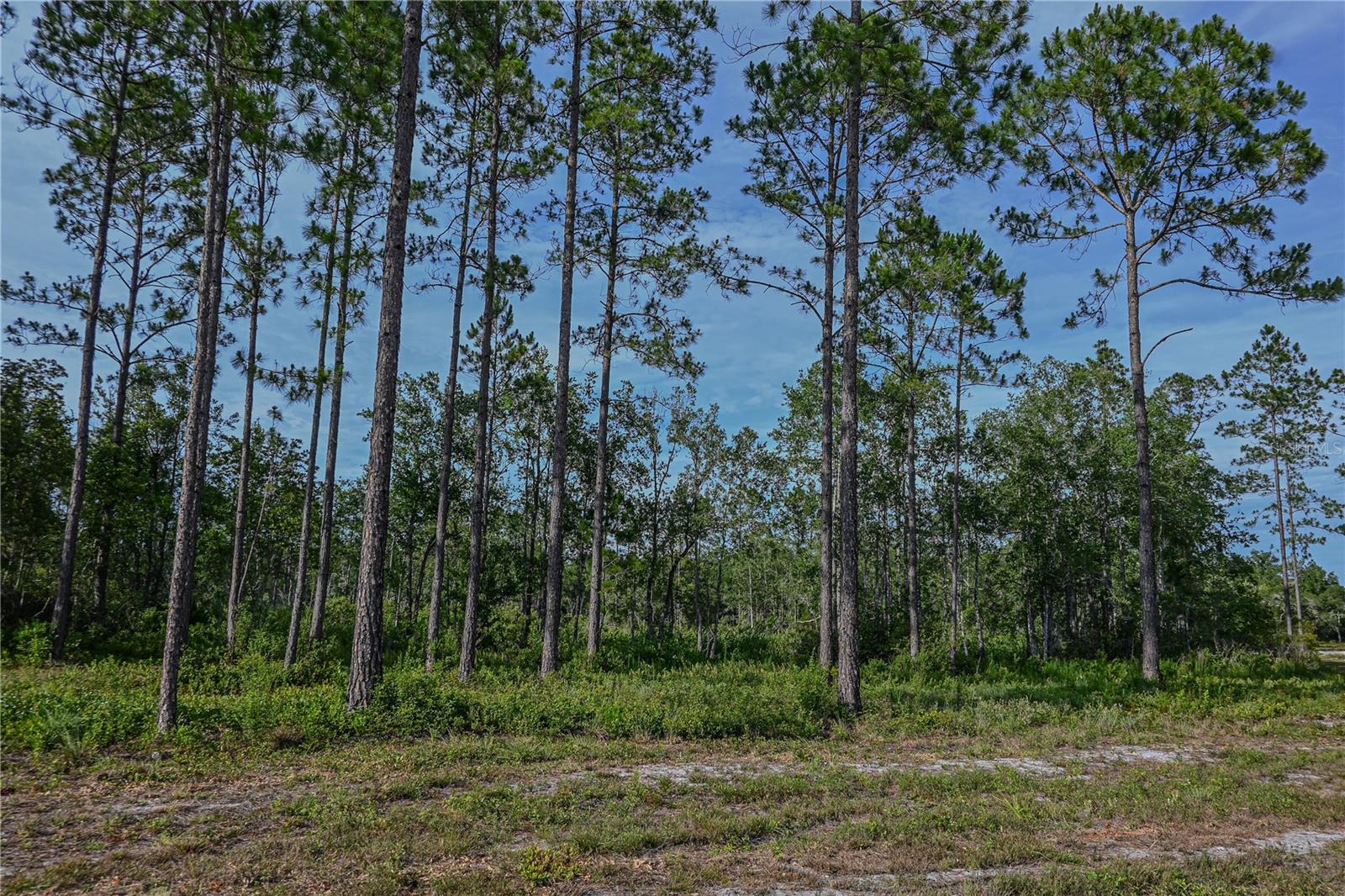 NE 150TH AVE RD #LOT 1, FORT MC COY, FL — photo 28