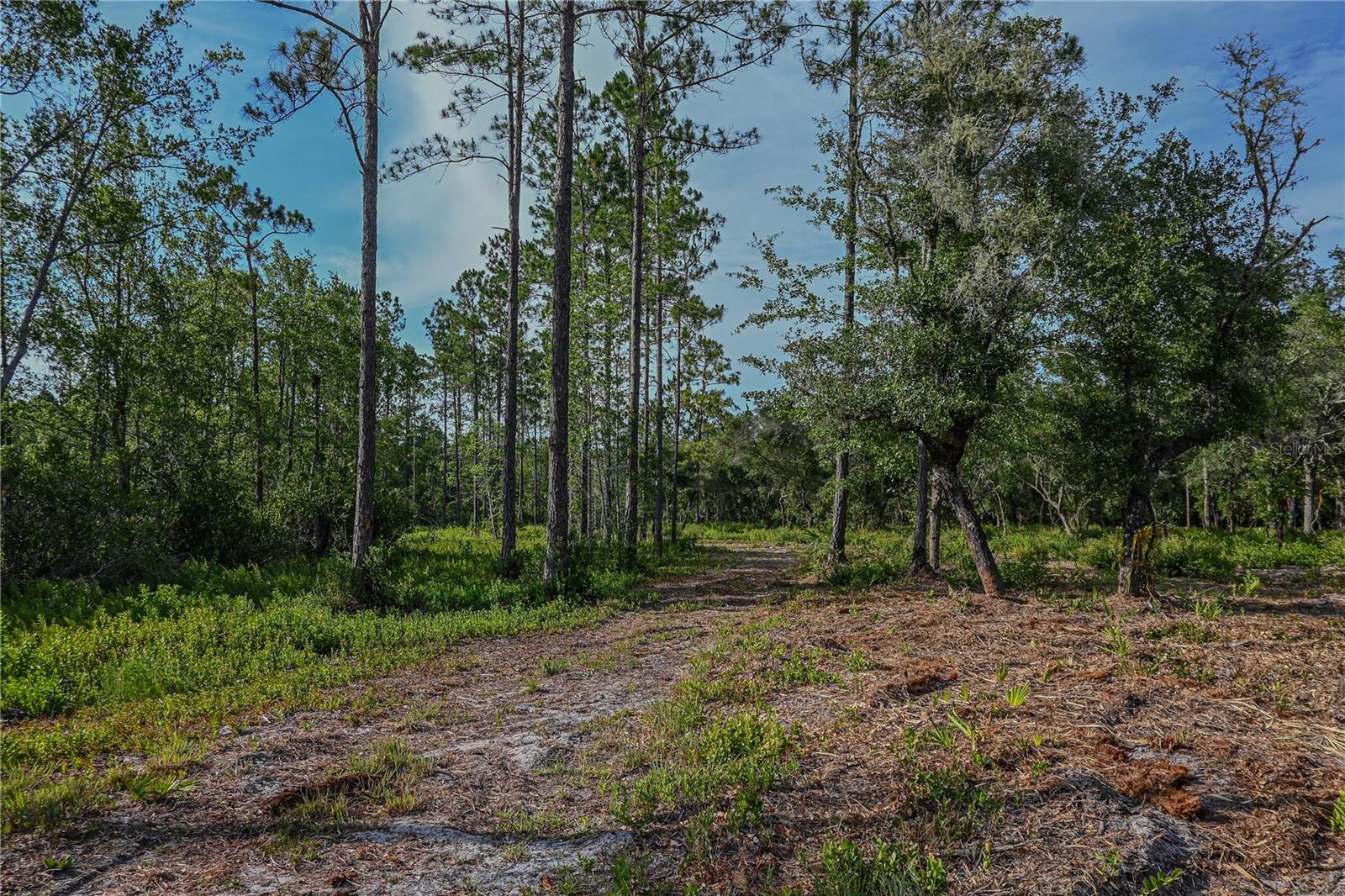NE 150TH AVE RD #LOT 1, FORT MC COY, FL — photo 29