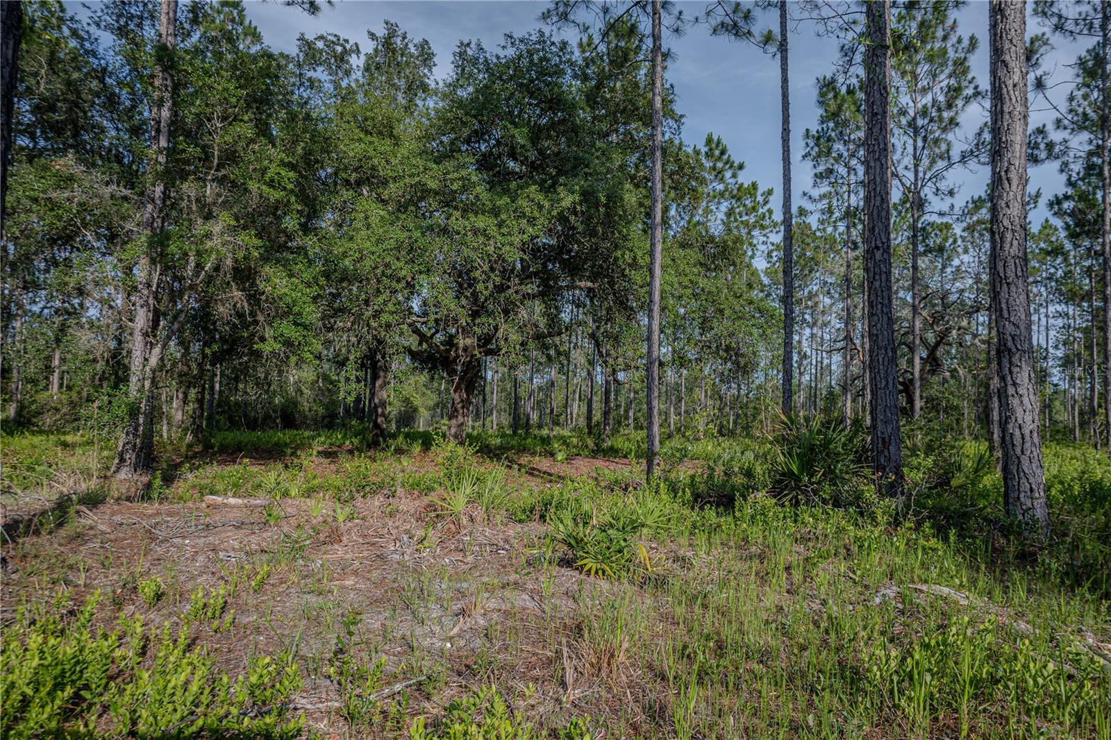 NE 150TH AVE RD #LOT 1, FORT MC COY, FL — photo 33