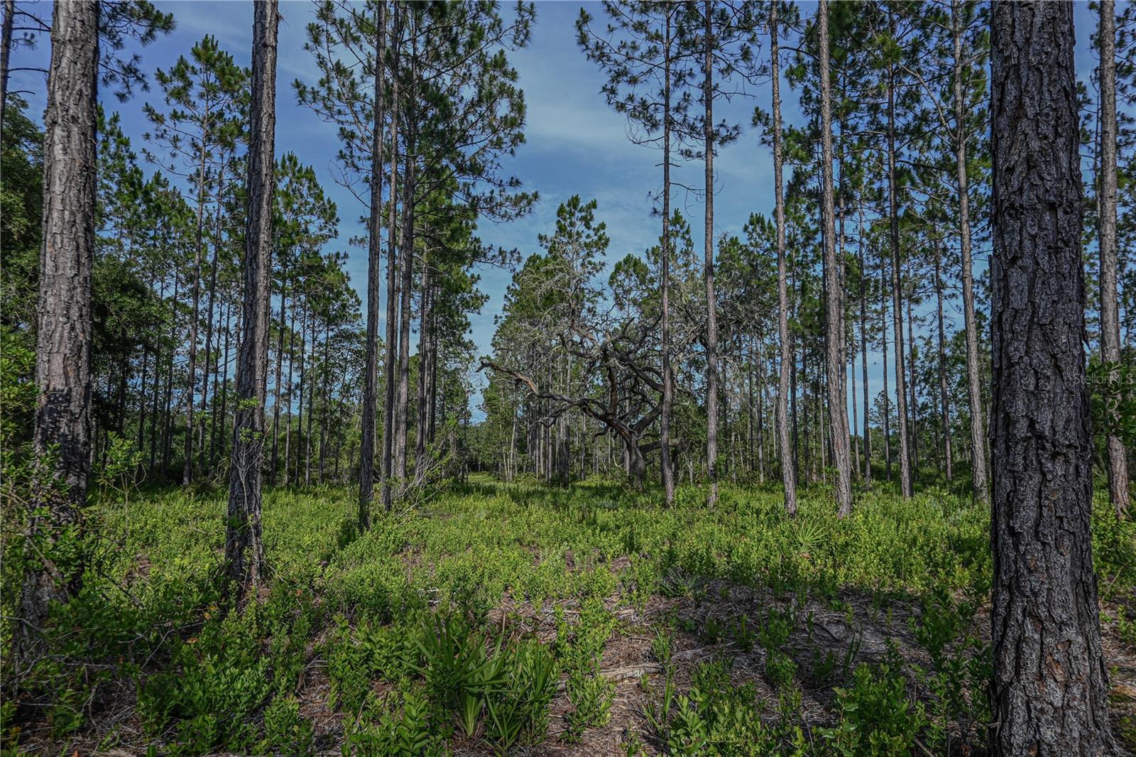 NE 150TH AVE RD #LOT 1, FORT MC COY, FL — photo 35