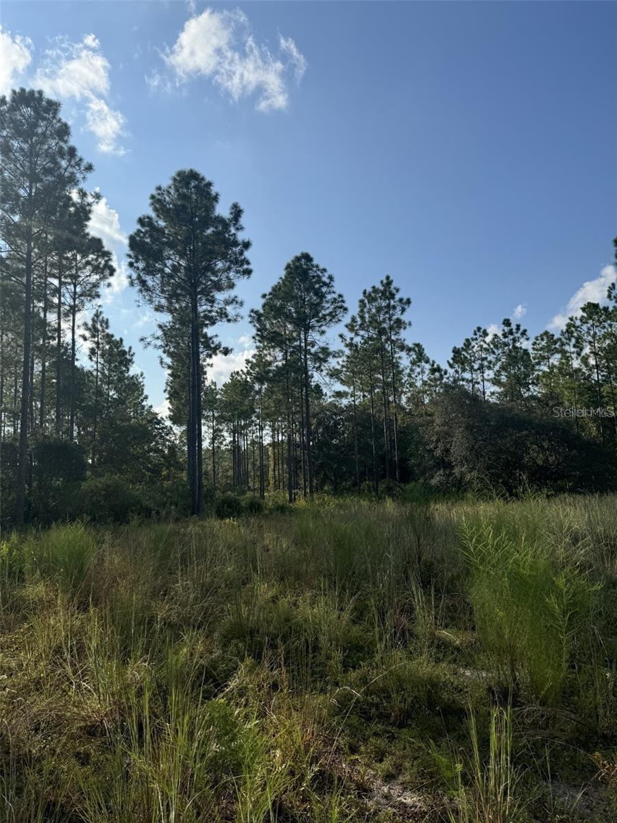 NE 150TH AVE RD #LOT 3, FORT MC COY, FL — photo 21