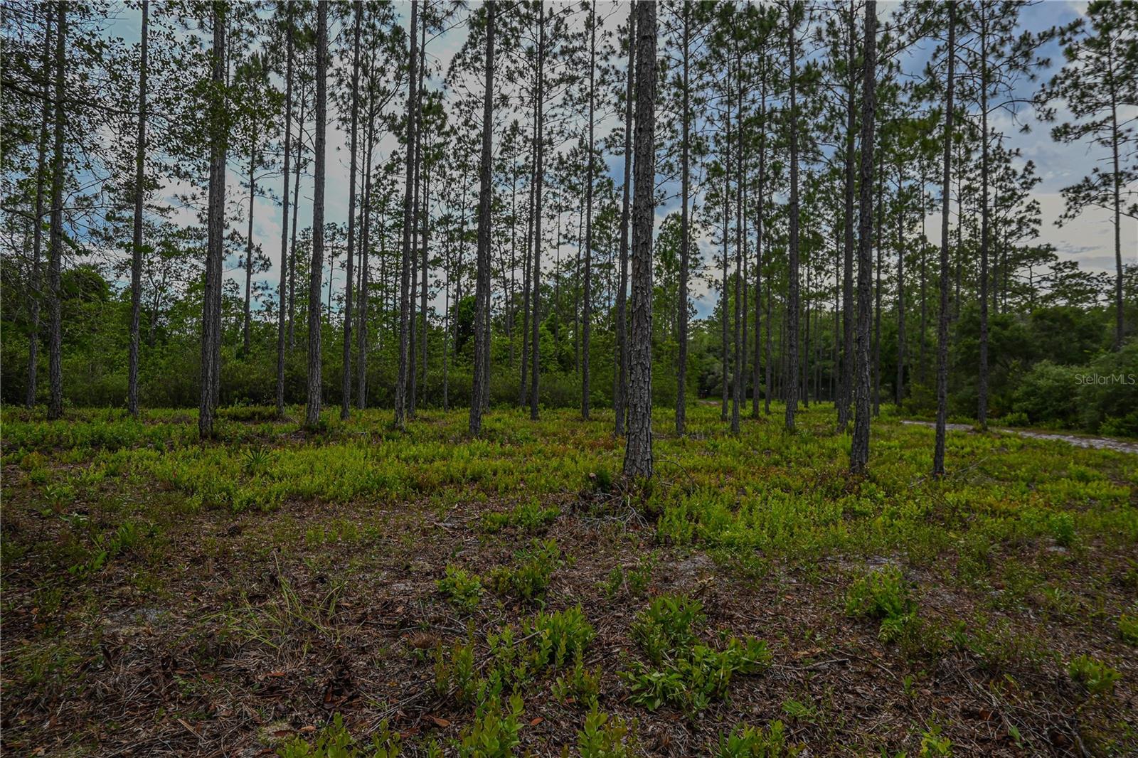NE 150TH AVE RD #LOT 3, FORT MC COY, FL — photo 27