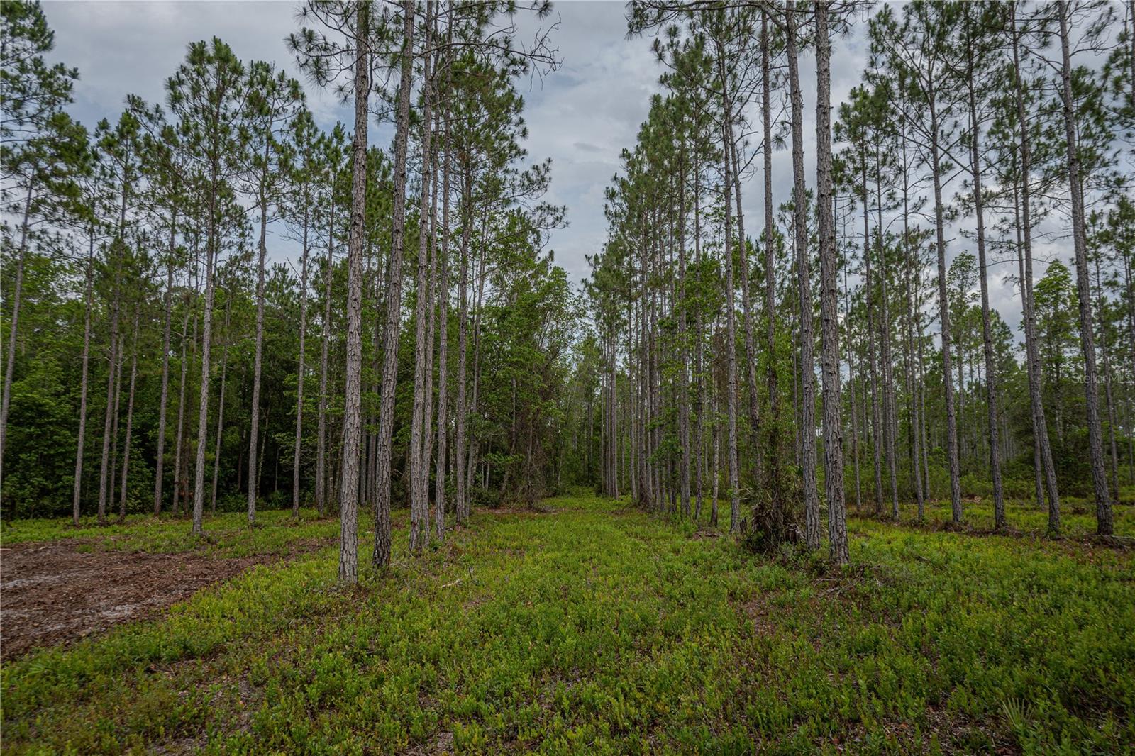 NE 150TH AVE RD #LOT 3, FORT MC COY, FL — photo 28