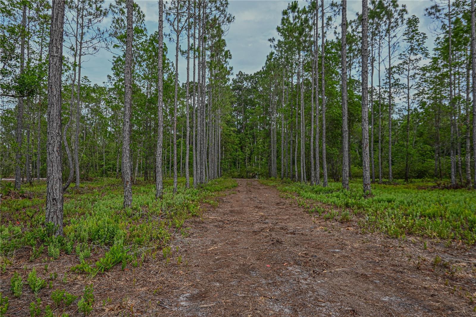 NE 150TH AVE RD #LOT 3, FORT MC COY, FL — photo 30