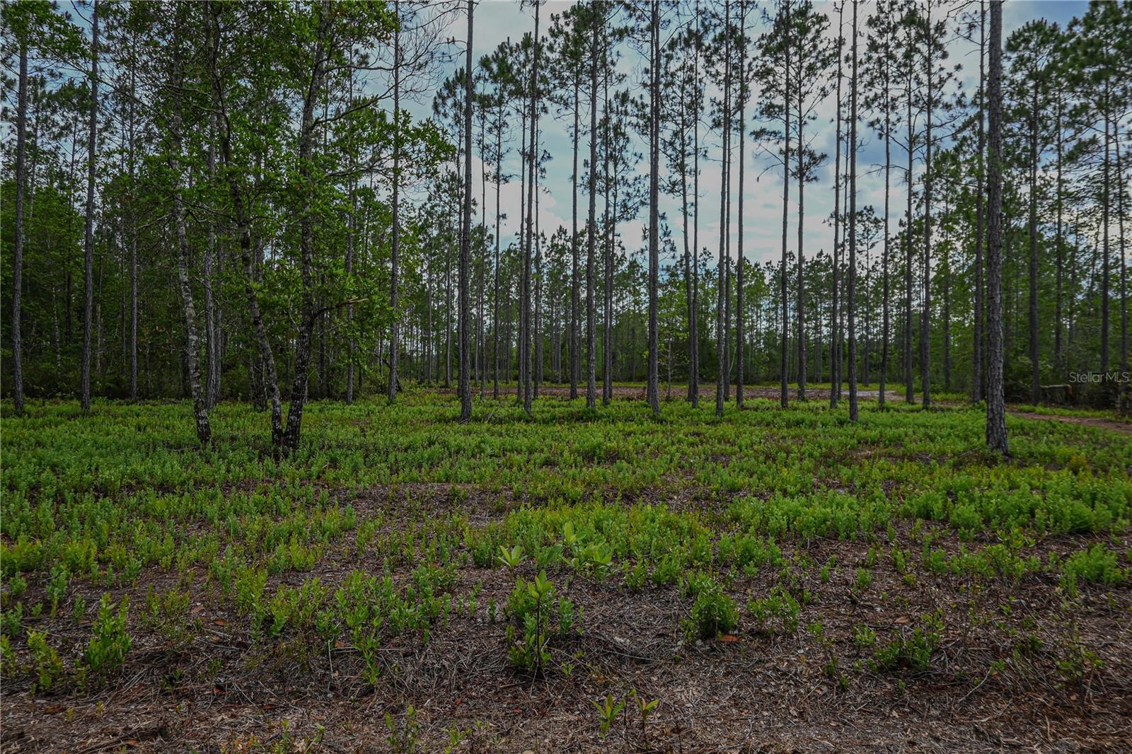 NE 150TH AVE RD #LOT 3, FORT MC COY, FL — photo 31