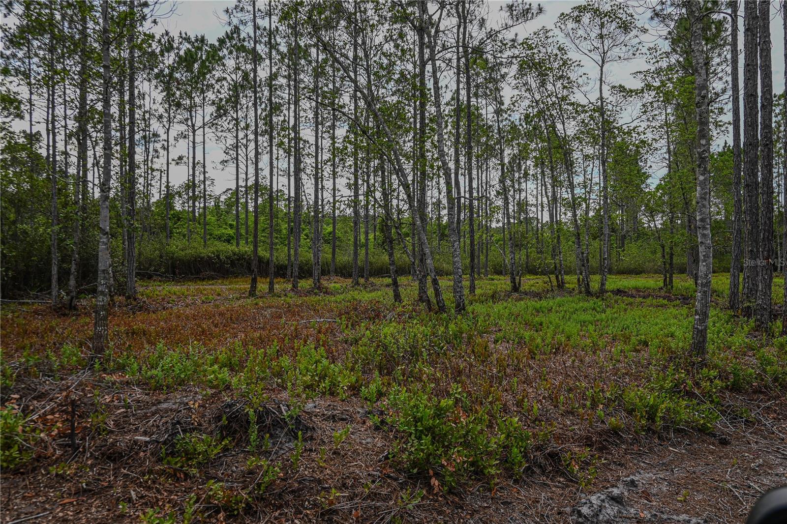 NE 150TH AVE RD #LOT 3, FORT MC COY, FL — photo 34