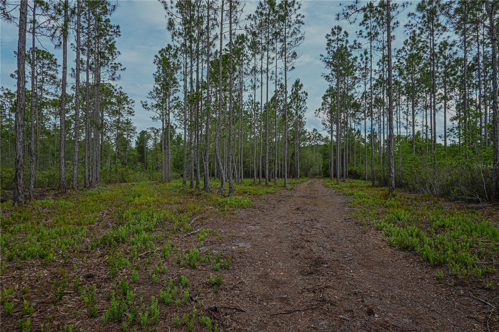 NE 150TH AVE RD #LOT 3, FORT MC COY, FL — photo 35
