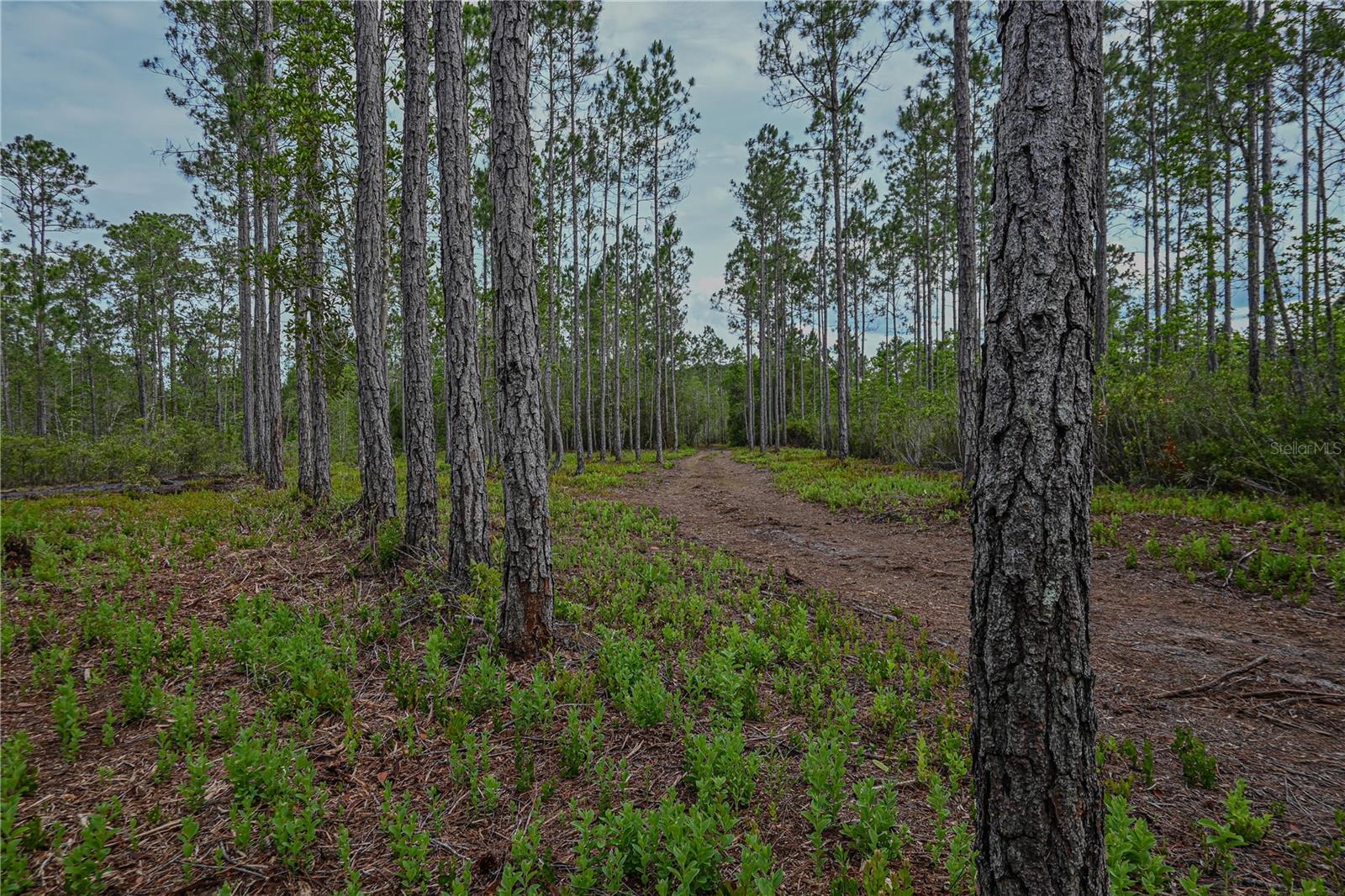 NE 150TH AVE RD #LOT 3, FORT MC COY, FL — photo 37