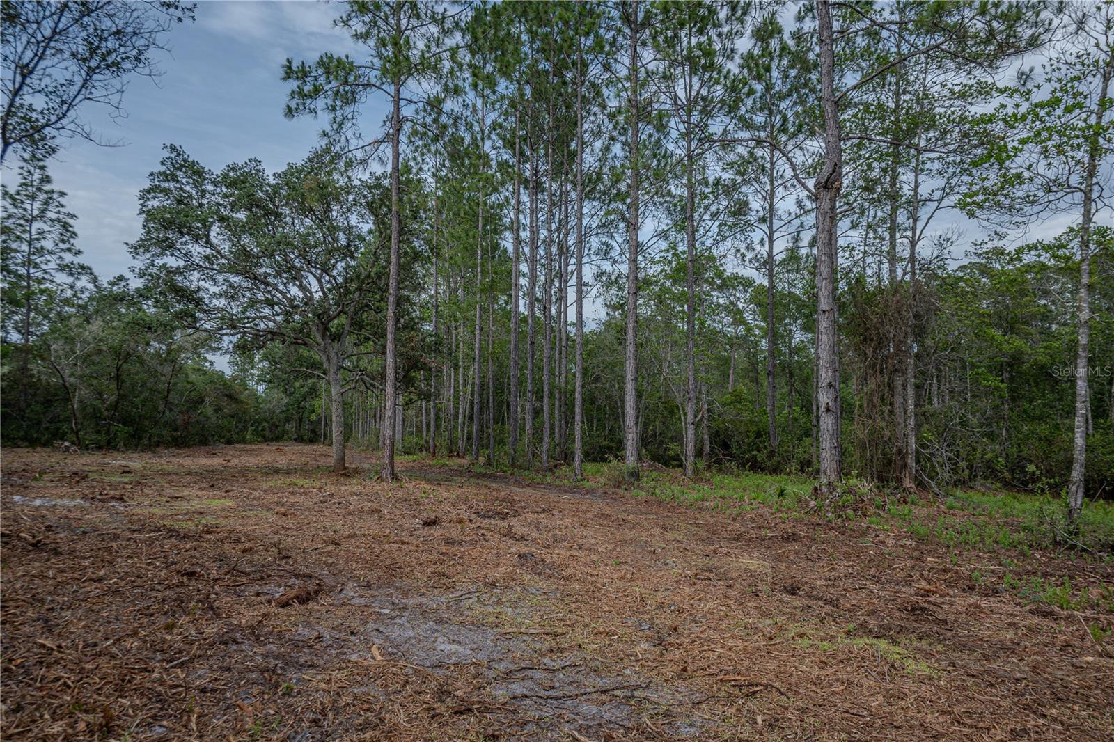 NE 150TH AVE RD #LOT 3, FORT MC COY, FL — photo 41
