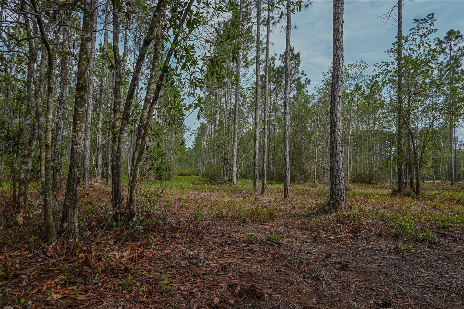 NE 150TH AVE RD #LOT 3, FORT MC COY, FL — photo 43