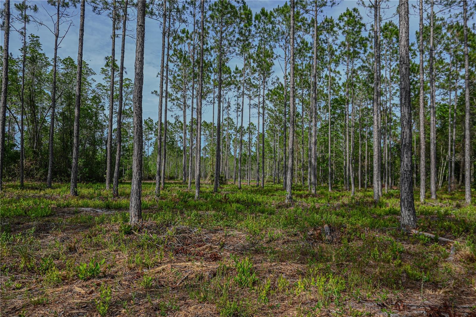 NE 150TH AVE RD #LOT 3, FORT MC COY, FL — photo 47