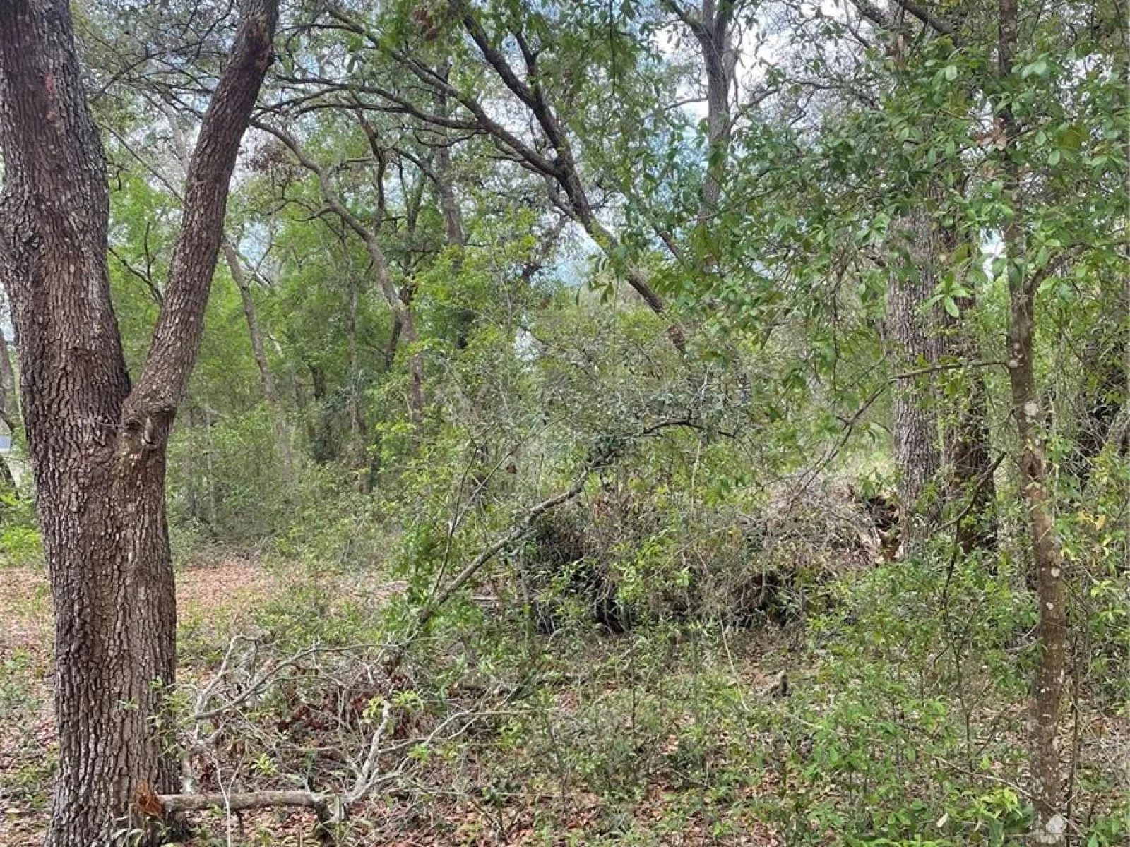 JUNIPER ST, LADY LAKE, FL — photo 2