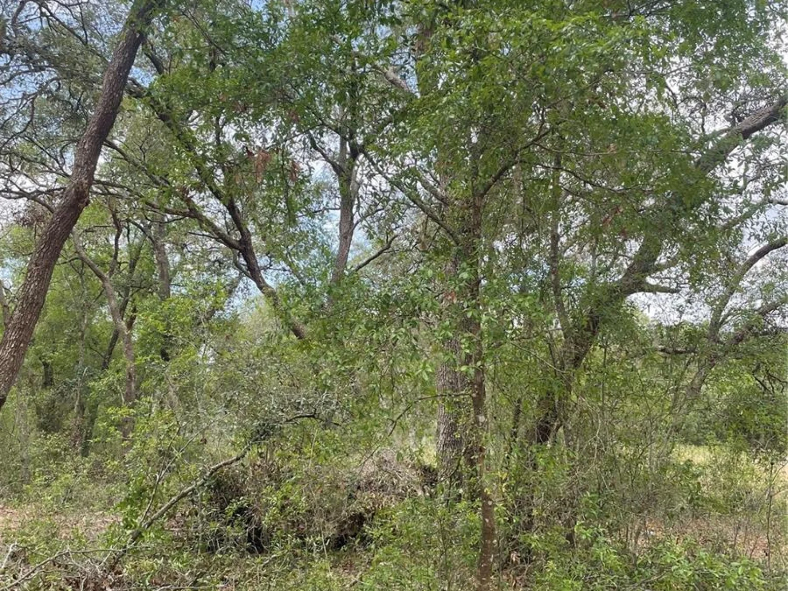 JUNIPER ST, LADY LAKE, FL — photo 3