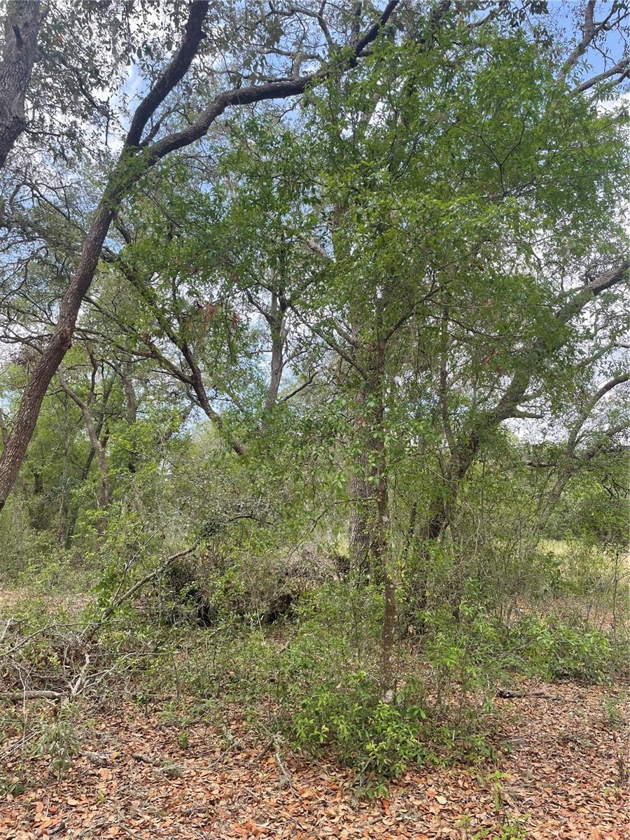JUNIPER ST, LADY LAKE, FL — photo 4
