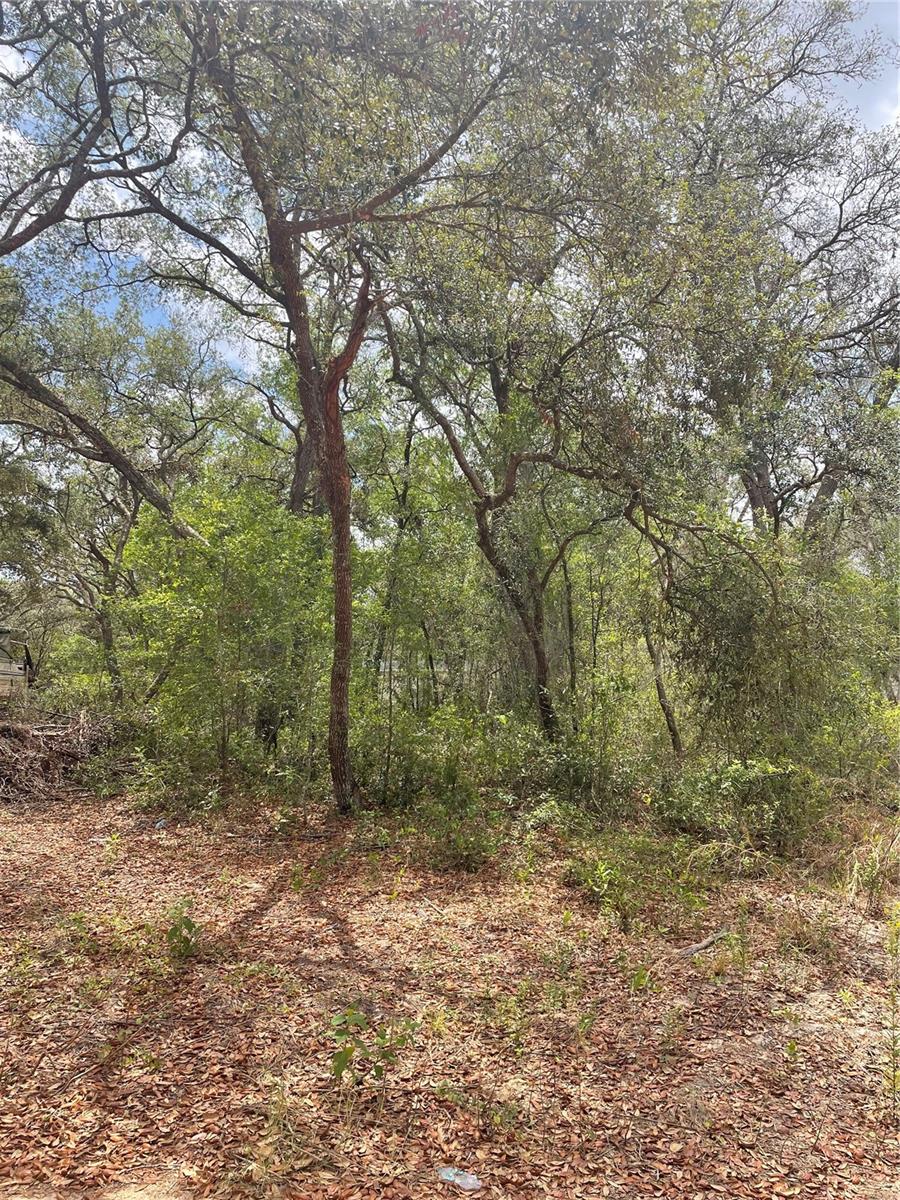 JUNIPER ST, LADY LAKE, FL — photo 5