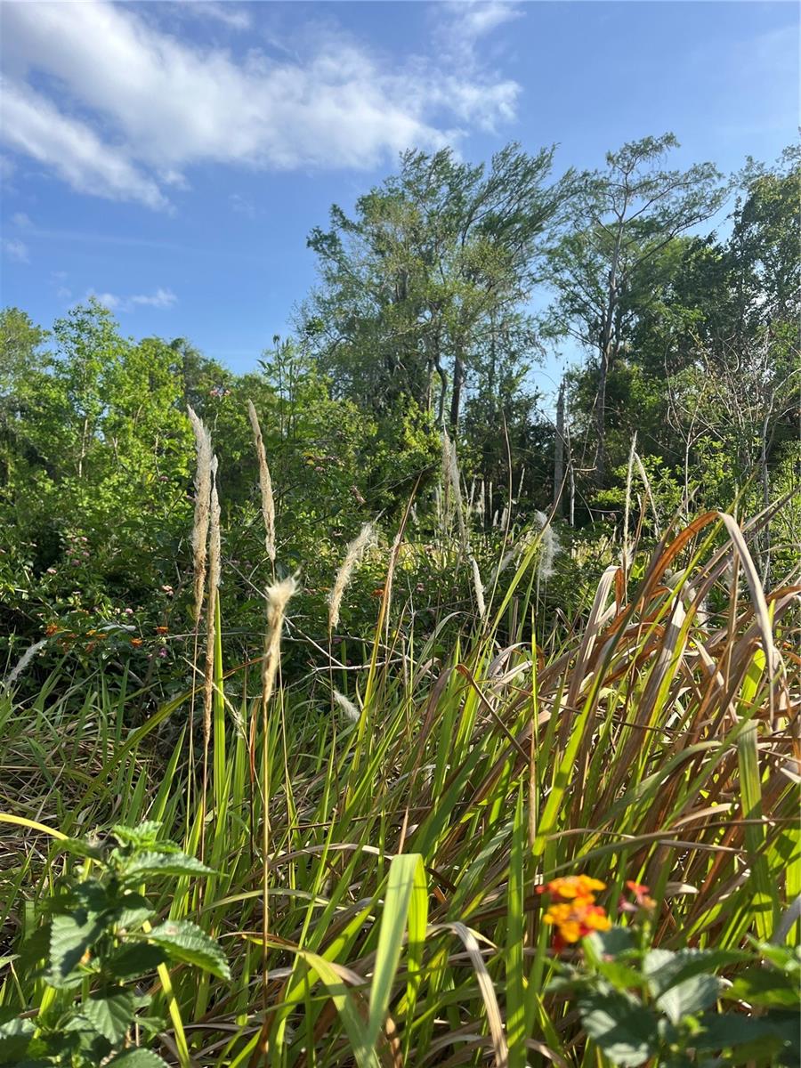 HARVEST LN, KISSIMMEE, FL — photo 3