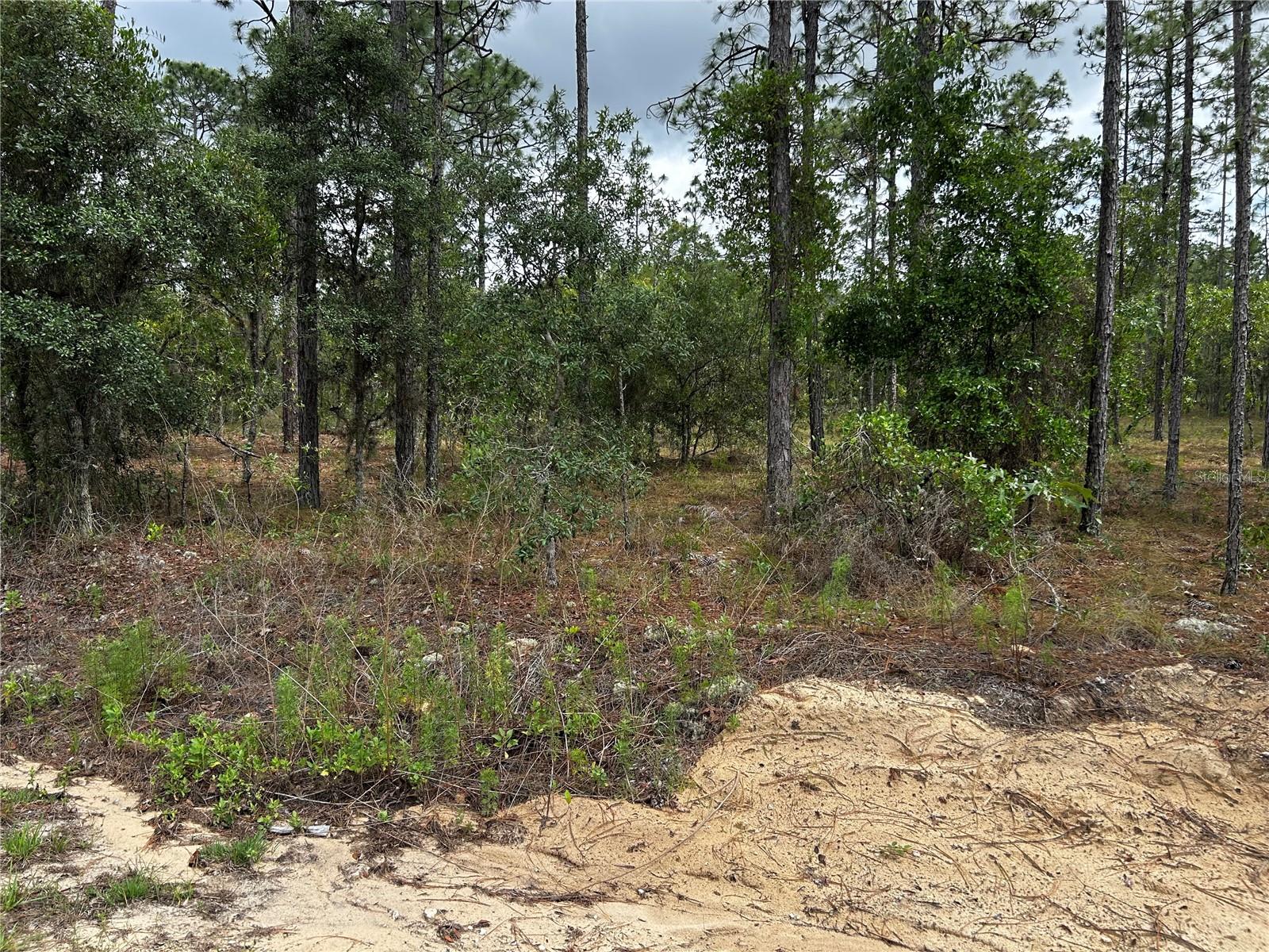 TBD NW FOXGLOVE LN, DUNNELLON, FL — photo 3