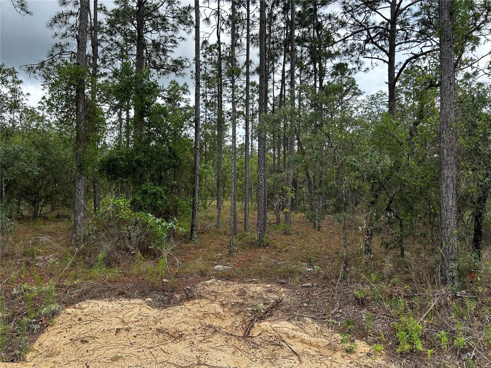 TBD NW FOXGLOVE LN, DUNNELLON, FL — photo 6