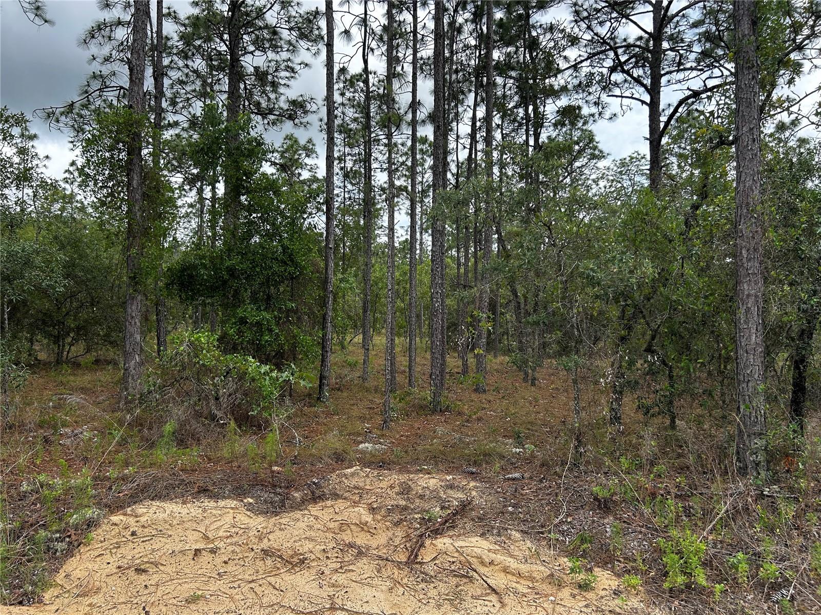 TBD NW FOXGLOVE LN, DUNNELLON, FL — photo 5