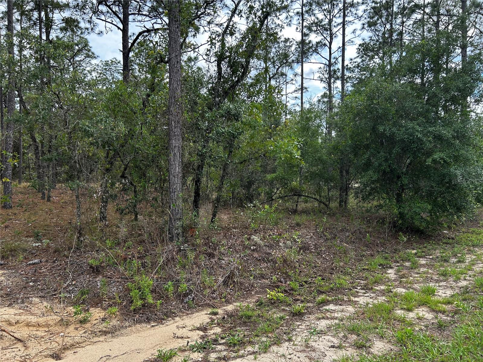 TBD NW FOXGLOVE LN, DUNNELLON, FL — photo 7