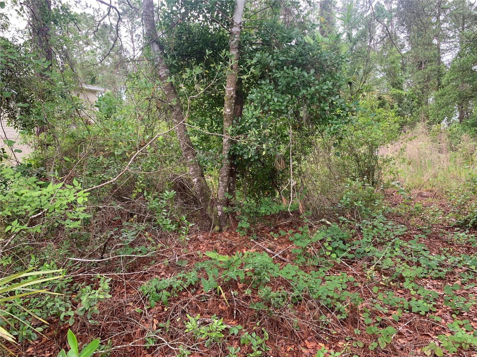 525 LIVE OAK LOOP, CRESCENT CITY, FL — photo 3