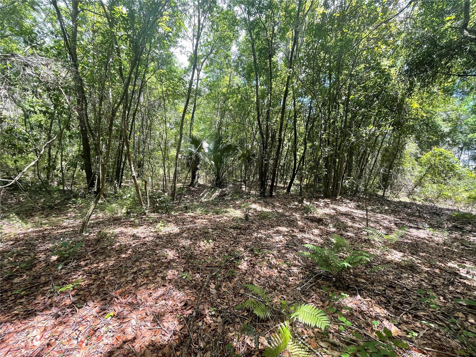 000 SE HAWTHORNE RD, HAWTHORNE, FL — photo 11