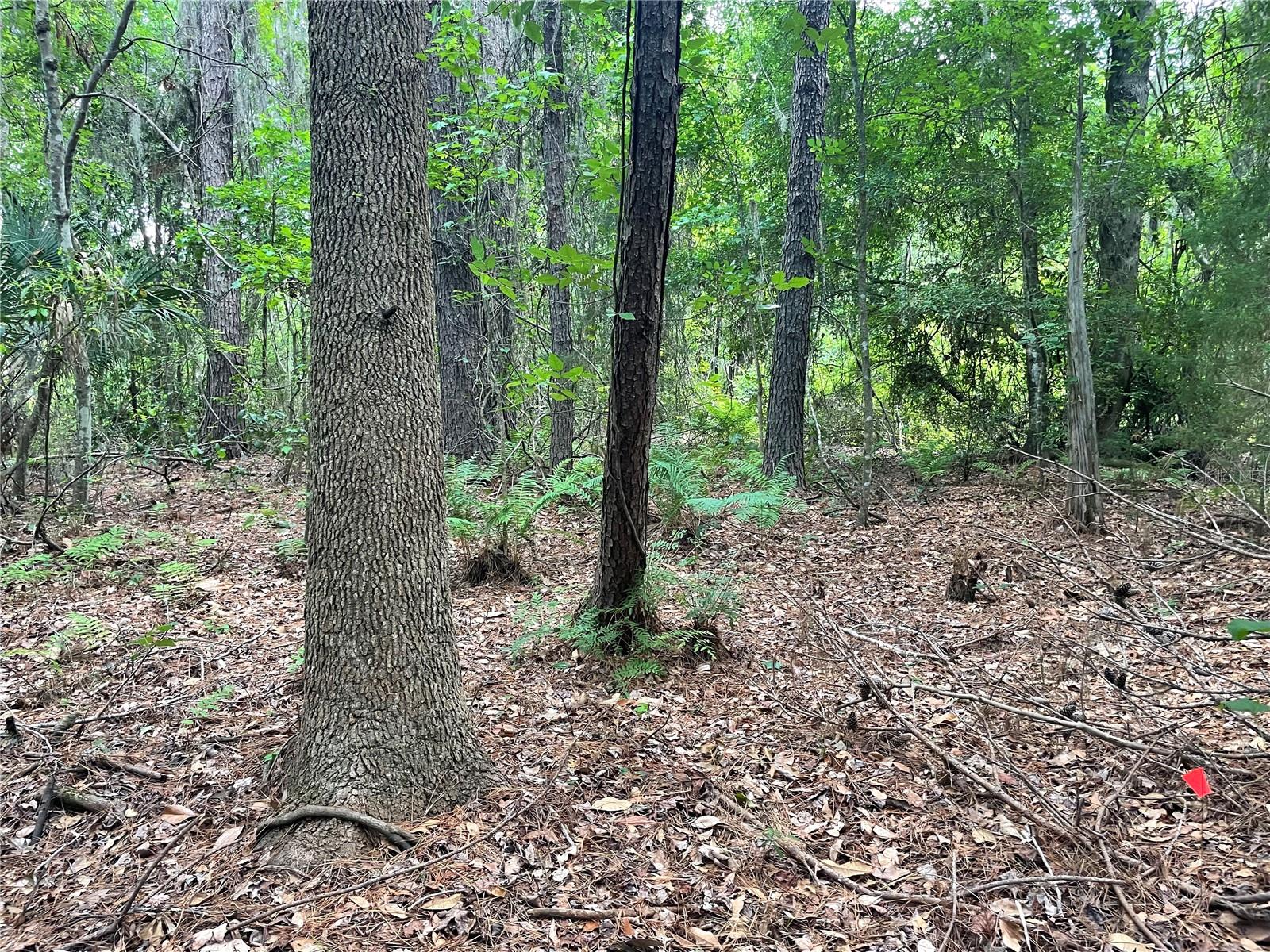 000 SE HAWTHORNE RD, HAWTHORNE, FL — photo 13