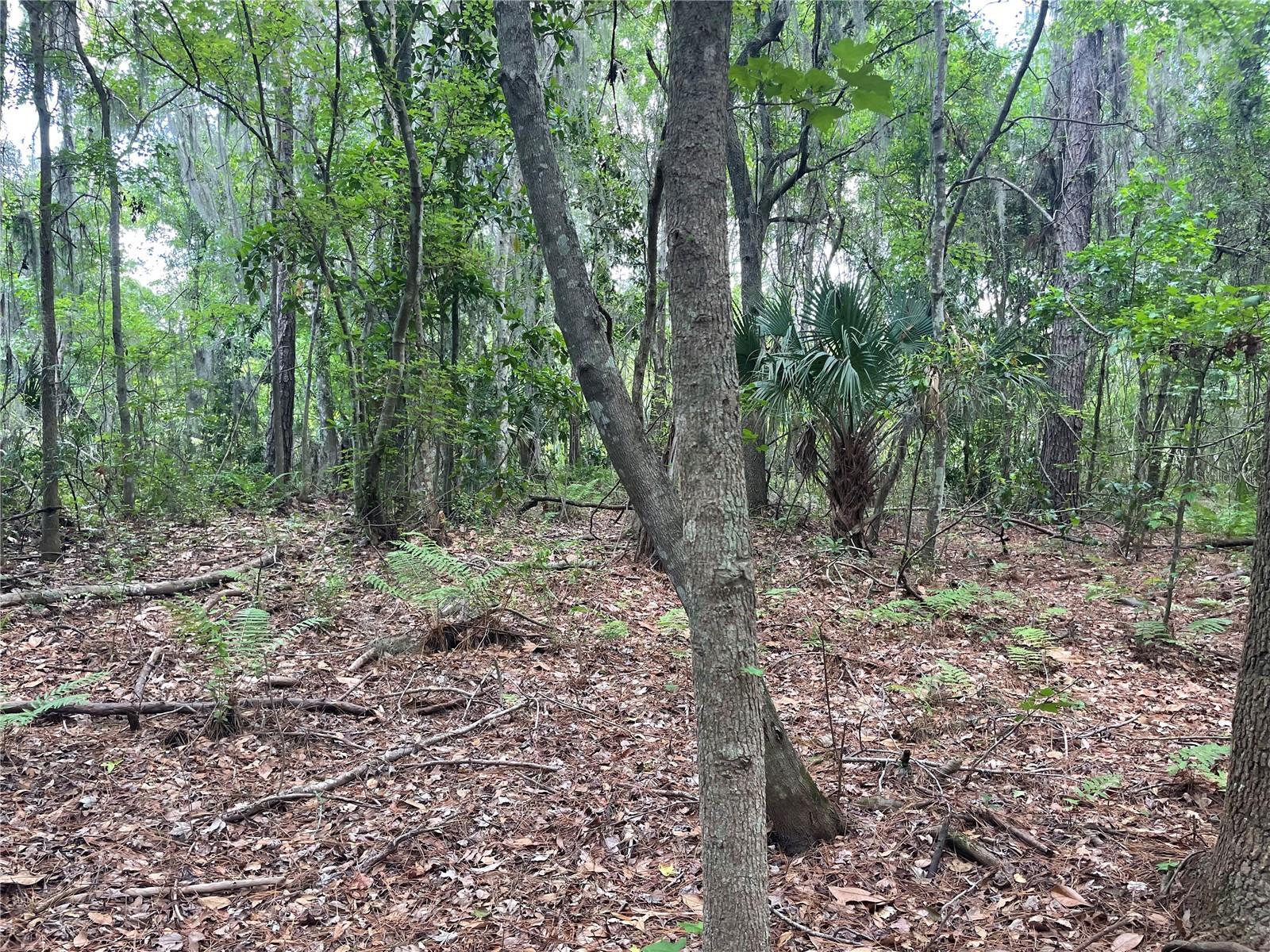 000 SE HAWTHORNE RD, HAWTHORNE, FL — photo 14