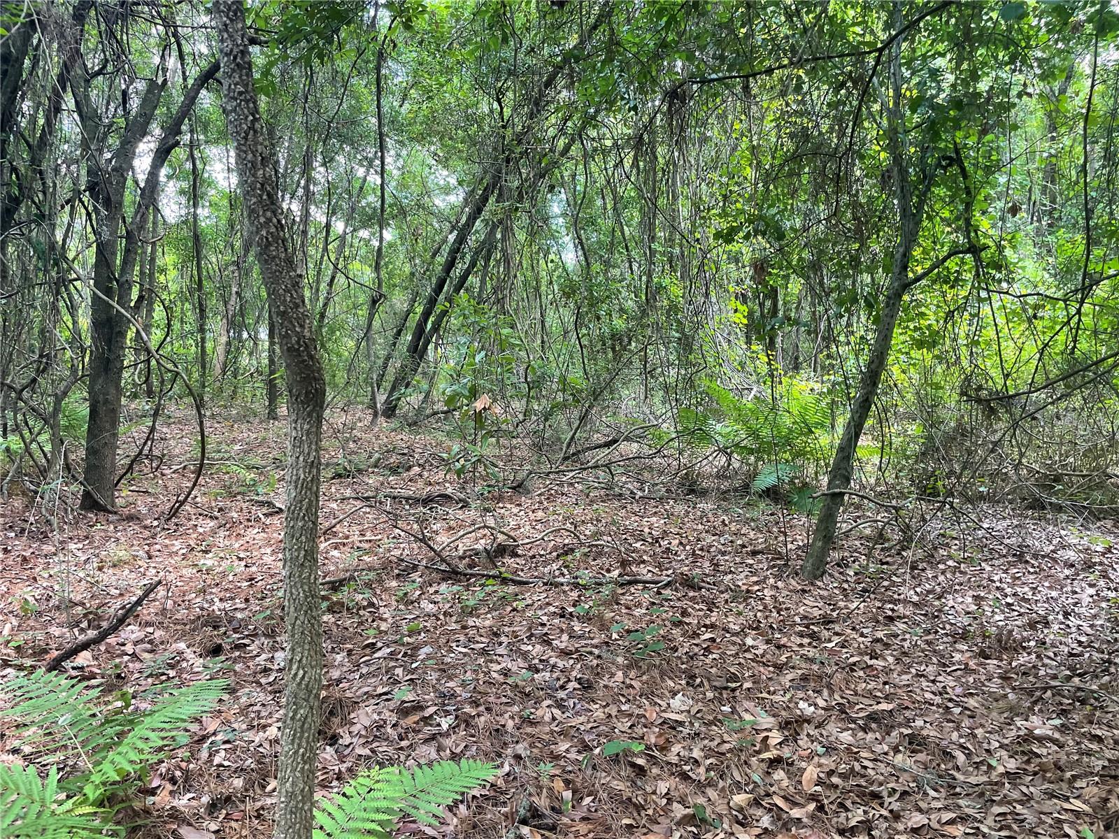 000 SE HAWTHORNE RD, HAWTHORNE, FL — photo 15