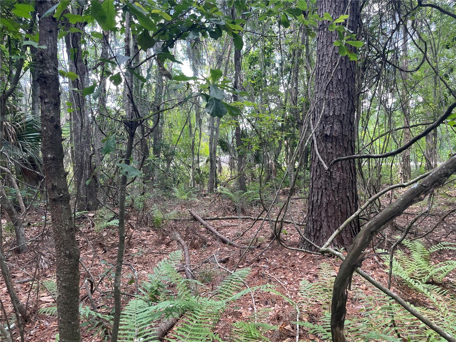 000 SE HAWTHORNE RD, HAWTHORNE, FL — photo 17