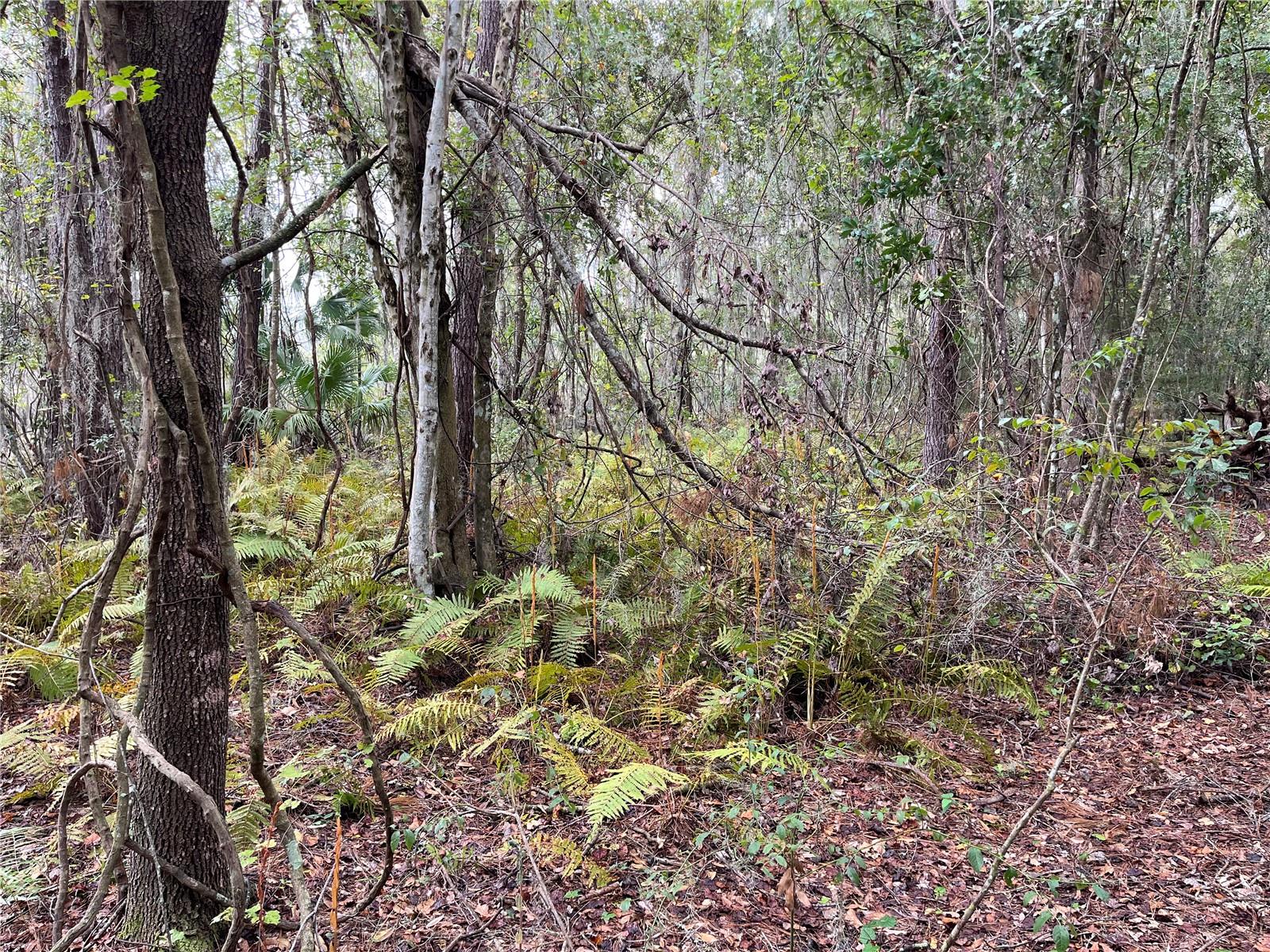 000 SE HAWTHORNE RD, HAWTHORNE, FL — photo 24