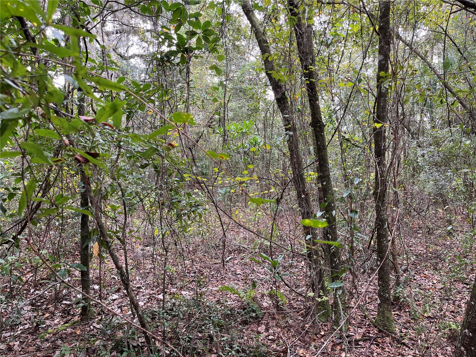 000 SE HAWTHORNE RD, HAWTHORNE, FL — photo 27