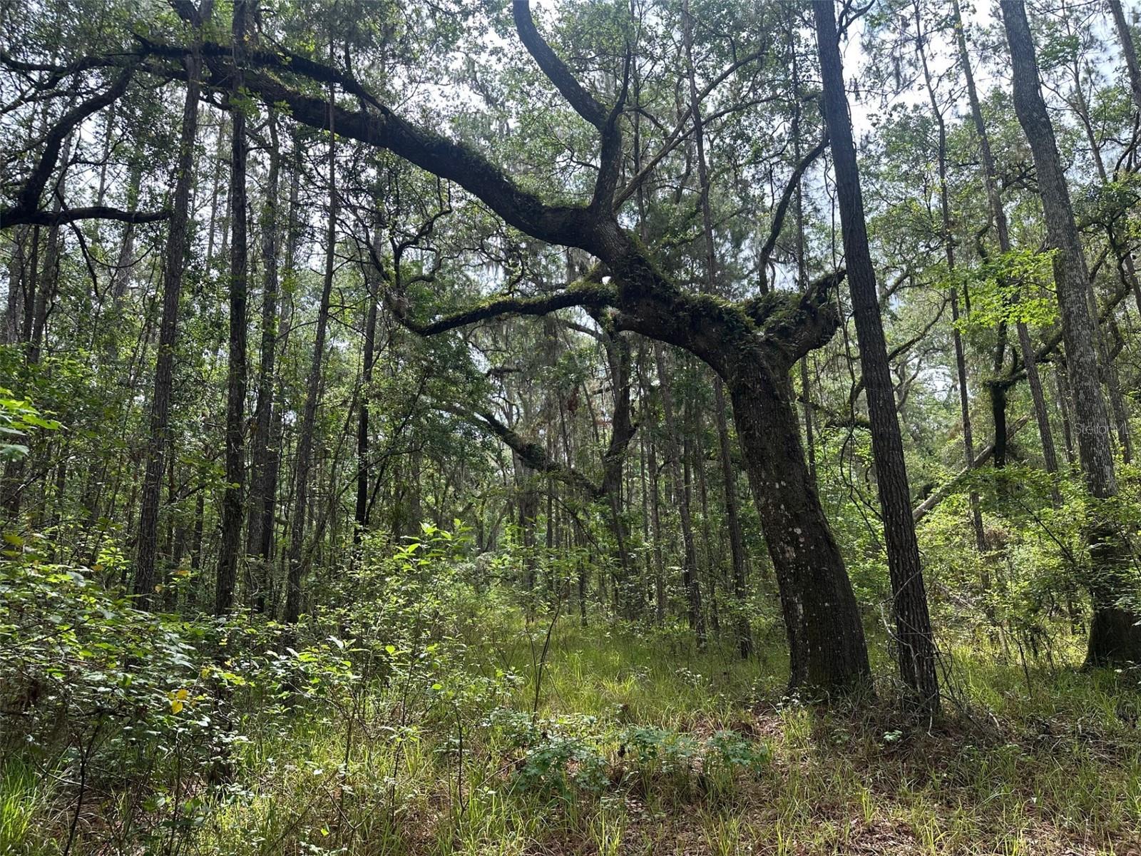 0 EMERSON RD, BROOKSVILLE, FL — photo 2