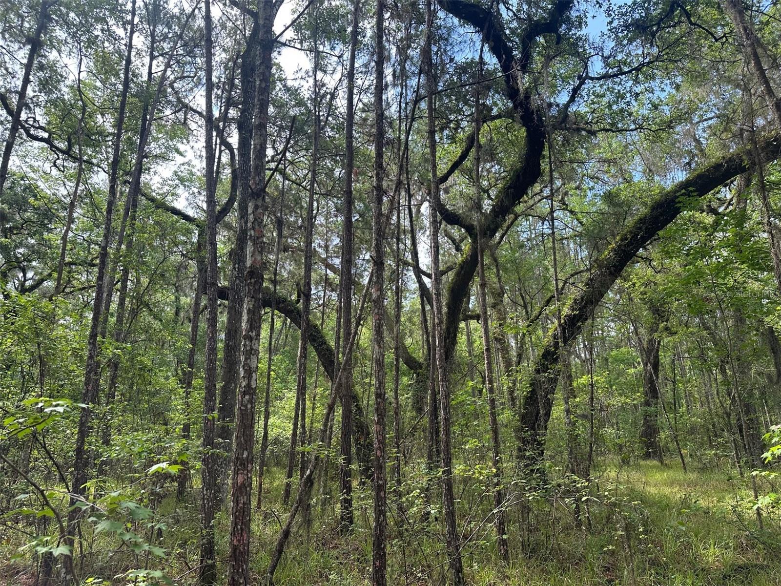 0 EMERSON RD, BROOKSVILLE, FL — photo 3