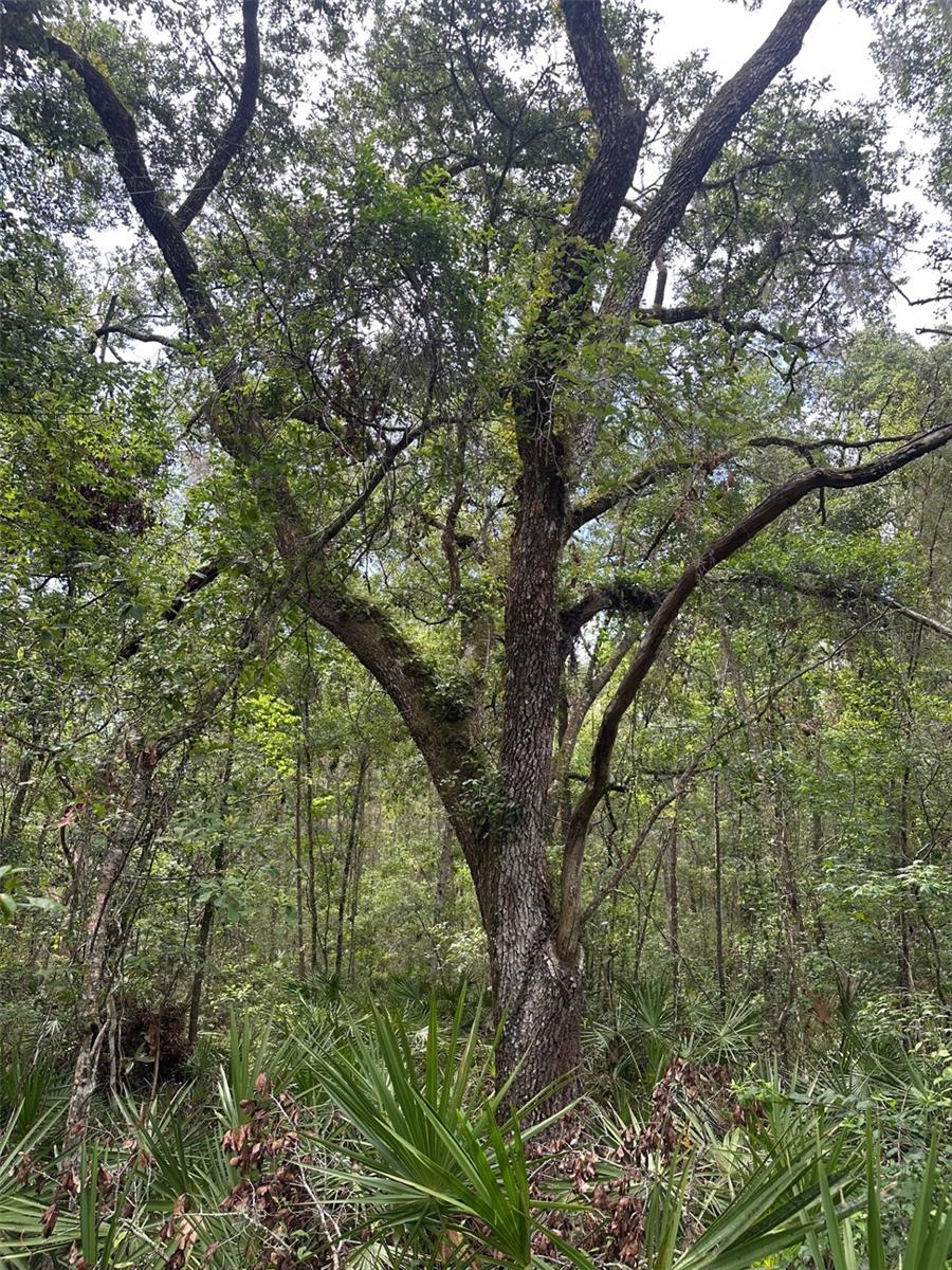 0 EMERSON RD, BROOKSVILLE, FL — photo 4