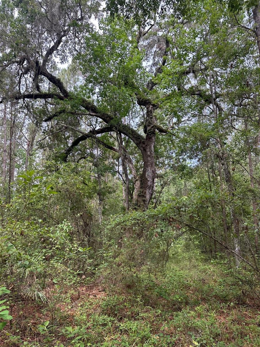 0 EMERSON RD, BROOKSVILLE, FL — photo 5