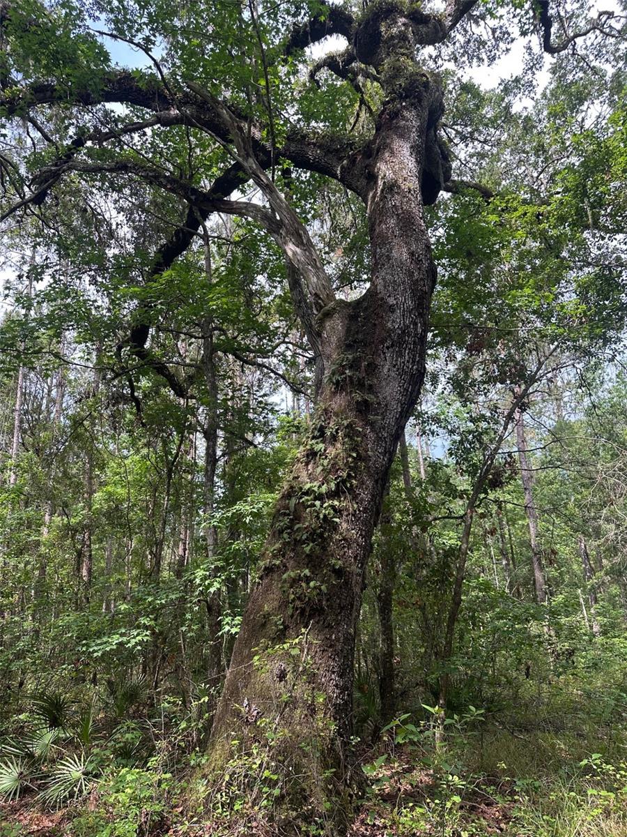 0 EMERSON RD, BROOKSVILLE, FL — photo 9