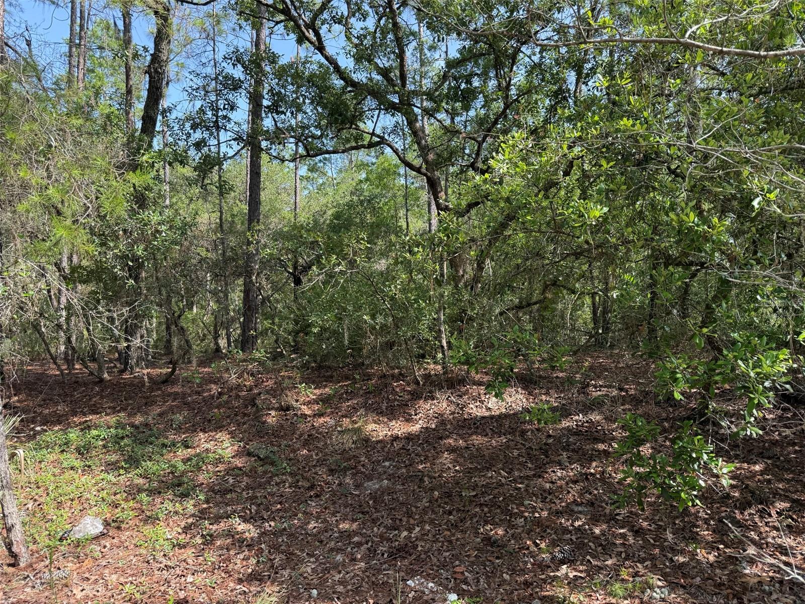 101 WASHINGTON AVE, SATSUMA, FL — photo 2
