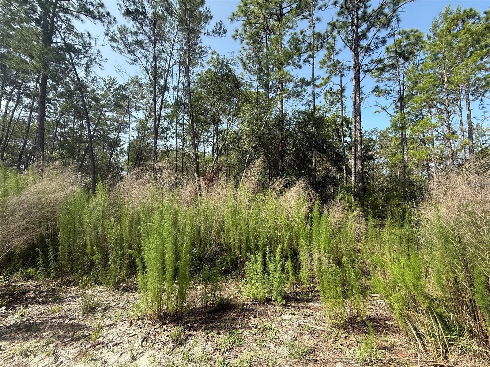 101 WASHINGTON AVE, SATSUMA, FL — photo 3
