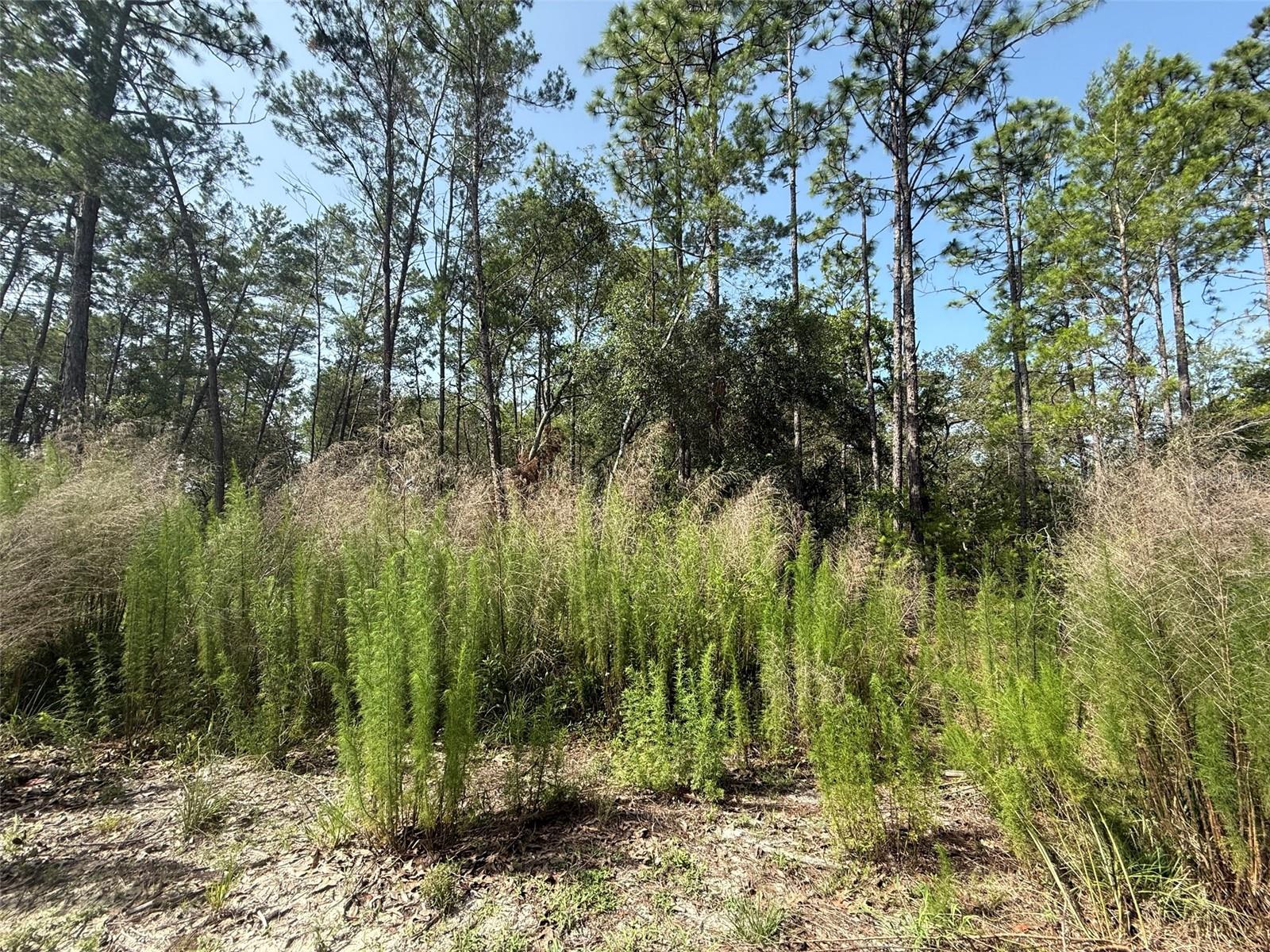 101 WASHINGTON AVE, SATSUMA, FL — photo 4